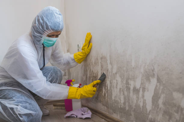 Mold Odor Removal Services in Garden Grove, FL